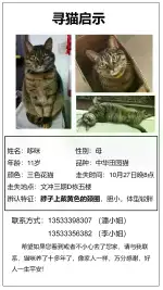 10月27日广州市黄埔区文冲三期走失猫,宠物猫,猫咪【寻猫启示/启事】