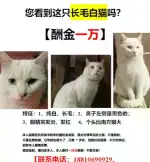 11月12日福州市闽侯县南屿镇走失猫,宠物猫,猫咪【寻猫启示/启事】