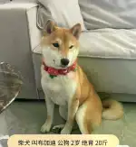 12月2日北京市朝阳区北京市朝阳区安立路走失秋田犬【寻秋田犬启示/启事】