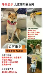 12月2日北京市朝阳区北京市朝阳区安立路走失秋田犬【寻秋田犬启示/启事】