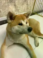 2月13日沈阳市苏家屯区庆大香格经典附近走失秋田犬【寻秋田犬启示/启事】