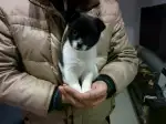 2月16日衡阳市珠晖区衡茶路七一二小区领养土狗,柴犬,田园犬,中华田园犬【领养启示/启事】