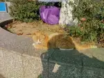 2月19日广元市苍溪县新苍中校发现流浪猫,宠物猫,猫咪【流浪猫线索】