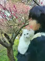 2月19日长沙市望城区望城区 领养猫,宠物猫,猫咪【领养启示/启事】