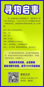 2月16日成都市温江区鹏程路4号洲际春天广场18栋1单元25楼走失雪纳瑞【寻雪纳瑞启示/启事】