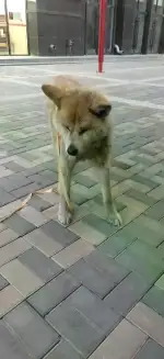 2月25日呼和浩特市新城区如意发现流浪秋田犬【流浪秋田犬线索】