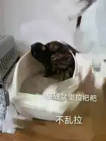 2月28日金华市金东区下王社区领养猫,宠物猫,猫咪【领养启示/启事】