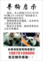 3月9日玉林市玉州区广场东路城市名人酒店走失法国斗牛犬,法兰西斗牛犬【寻法国斗牛犬启示/启事】