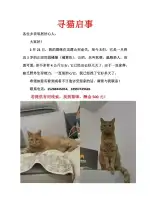 2月21日曲靖市沾益区炎方乡龙潭山村走失橘猫【寻橘猫启示/启事】