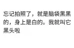 3月23日郴州市北湖区下湄桥菜市场附近发现流浪狗,宠物狗【流浪狗线索】