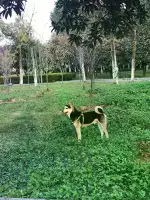 3月3日孝感市孝南区乾坤大道乾坤名城西门走失土狗,柴犬,田园犬,中华田园犬【寻土狗/田园犬启示/启事】