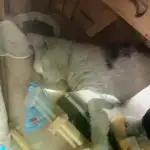 3月30日温州市鹿城区上美小区捡到流浪猫,宠物猫,猫咪【猫招领启示/启事】