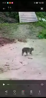 3月31日宜昌市点军区范家湖村发现流浪狸花猫【流浪狸花猫线索】