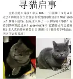 3月4日济宁市任城区金色兰庭走失英短蓝猫,英国蓝色短毛猫【寻英短蓝猫启示/启事】