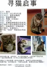 3月2日台州市路桥区泰隆苑走失狸花猫【寻狸花猫启示/启事】