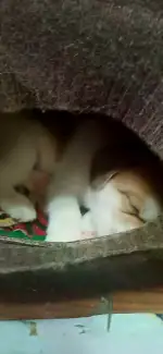 3月8日长春市绿园区车城花园领养小鹿犬【领养启示/启事】