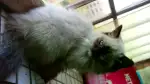 4月20日中山市港口镇领养猫,宠物猫,猫咪【领养启示/启事】