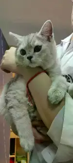 4月30日绍兴市越城区宜必思酒店捡到流浪猫,宠物猫,猫咪【猫招领启示/启事】