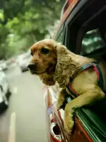 8月16日太原市迎泽区东景苑东门走失猎鹬犬,可卡犬【寻可卡犬启示/启事】