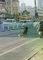 6月15日南宁市青秀区蓉茉大道牛邻路口附近车流中发现流浪狗,宠物狗【流浪狗线索】