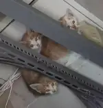 6月18日兰州市七里河区理工大家属院发现流浪橘猫【流浪橘猫线索】