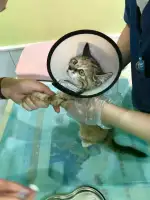 6月18日阳泉市城区开发区马路边车下发现流浪猫,宠物猫,猫咪【流浪猫线索】