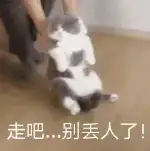 6月24日佛山市南海区佛山领养金吉拉猫,人造猫【领养启示/启事】