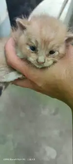 6月25日北京市海淀区航天城发现流浪猫,宠物猫,猫咪【流浪猫线索】