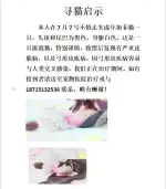 7月7日合肥市合肥京商商贸城走失猫,宠物猫,猫咪【寻猫启示/启事】