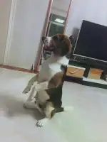 7月15日三亚市吉阳区海南三亚领养比格犬,米格鲁猎犬【领养启示/启事】