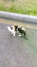 7月15日宜昌市湖北省宜昌市三峡职业技术学院发现流浪猫,宠物猫,猫咪【流浪猫线索】