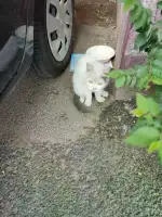 7月1日沈阳市皇姑区三台子发现流浪加菲猫【流浪加菲猫线索】