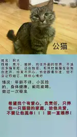 7月21日成都市双流区中和领养缅因猫【领养启示/启事】