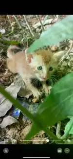 7月29日广州市黄埔区中心绿地缤纷城发现流浪猫,宠物猫,猫咪【流浪猫线索】