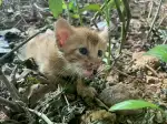 7月29日广州市黄埔区中心绿地缤纷城发现流浪猫,宠物猫,猫咪【流浪猫线索】