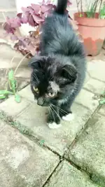 7月7日荆门市东宝区雨霖路8号发现流浪折耳猫,苏格兰折耳猫【流浪苏格兰折耳猫线索】