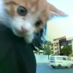 8月10日黔南布依族苗族自治州惠水县民中领养猫,宠物猫,猫咪【领养启示/启事】