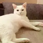 8月11日上海市嘉定区上海领养猫,宠物猫,猫咪【领养启示/启事】