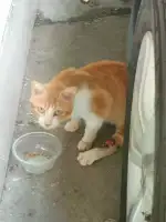 8月12日珠海市南屏环屏路二街发现流浪猫,宠物猫,猫咪【流浪猫线索】