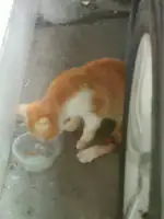 8月12日珠海市南屏环屏路二街发现流浪猫,宠物猫,猫咪【流浪猫线索】