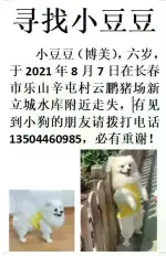 8月7日长春市朝阳区长春市乐山附近走失狗,宠物狗【寻狗启示/启事】