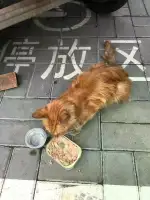 8月15日北京市东城区兆军盛菜市场发现流浪猫,宠物猫,猫咪【流浪猫线索】