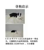 8月16日汕头市金平区金砂乡走失边牧,边境牧羊犬【寻边牧/边境牧羊犬启示/启事】