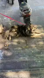 8月19日昆明市西山区马街捡到流浪阿拉斯加犬【阿拉斯加犬招领启示/启事】