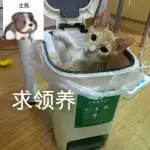 8月21日合肥市长丰县双凤开发区北辰天都领养橘猫【领养启示/启事】