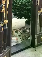 6月6日汕尾市海丰县碧桂园十三街发现流浪猫,宠物猫,猫咪【流浪猫线索】