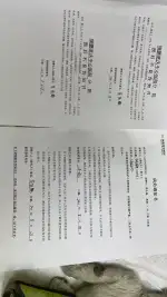 8月28日重庆市江北区重庆市江北区红旗河沟东发现流浪田园猫,家猫【流浪田园猫/家猫线索】