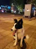 8月2日雅安市名山区名山牌坊走失边牧,边境牧羊犬【寻边牧/边境牧羊犬启示/启事】