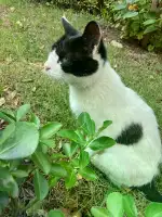 8月2日临沂市兰山区沂龙湾慧园发现流浪田园猫,家猫【流浪田园猫/家猫线索】