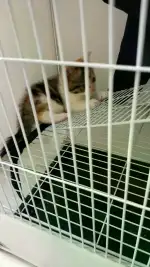 8月3日烟台市福山区张裕国际酒城捡到流浪猫,宠物猫,猫咪【猫招领启示/启事】